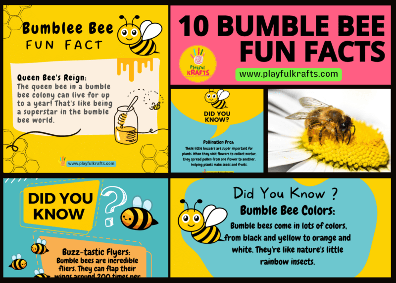 Bumble-bee-fun-facts-for-kids