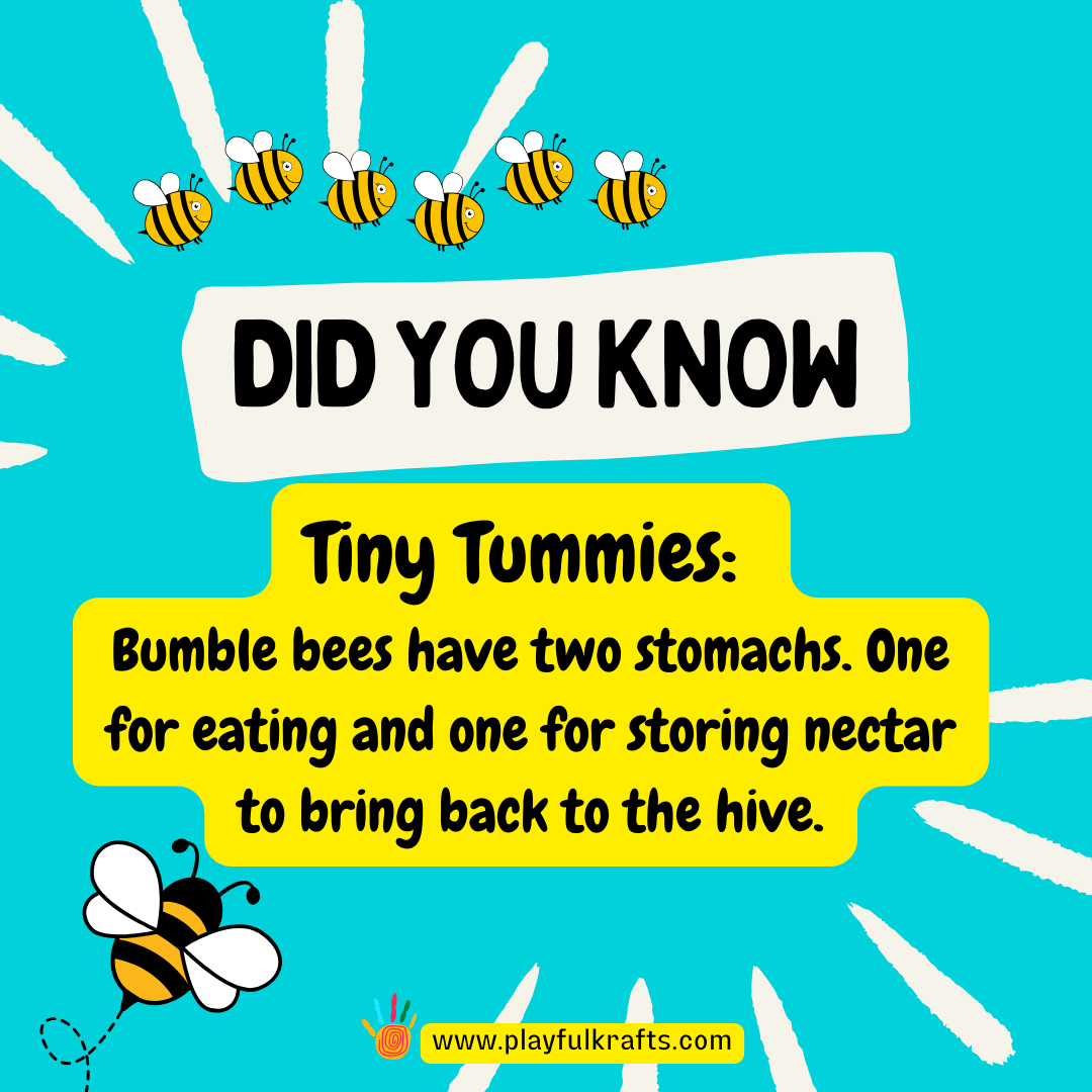 Bumble-bees-have-two-stomachs-One-for-eating-and-one-for-storing-nectar-to-bring-back-to-the-hive